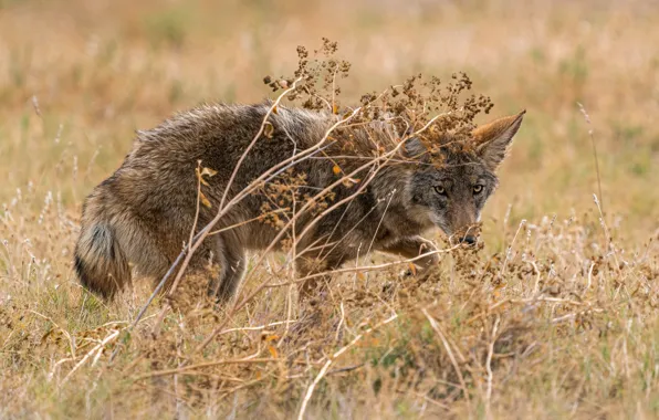 Field, grass, look, face, branches, pose, wolf, Peeps