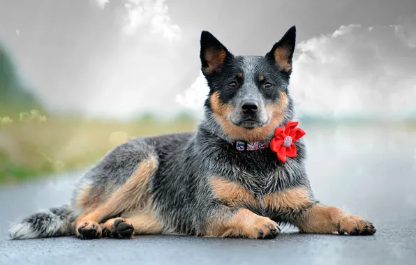 Flower, look, dog, collar