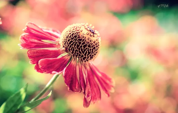 Picture flower, macro, flowers, gerbera, color, pulls