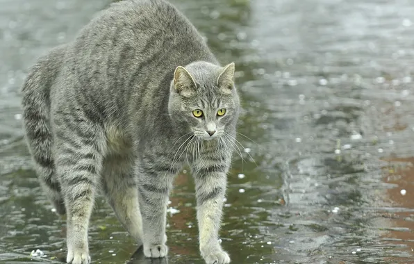 Cat, water, drops, grey, rain, reared, scared