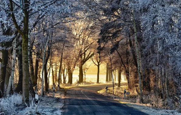 Picture frost, road, trees, morning