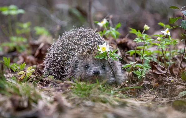 Flowers, nature, glade, spring, hedgehog, face, hedgehog, bokeh