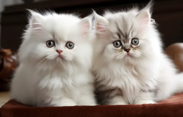 Cat, look, cats, pose, kitty, together, kittens, fluffy