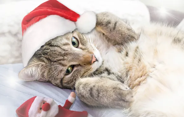 Cat, cat, New year
