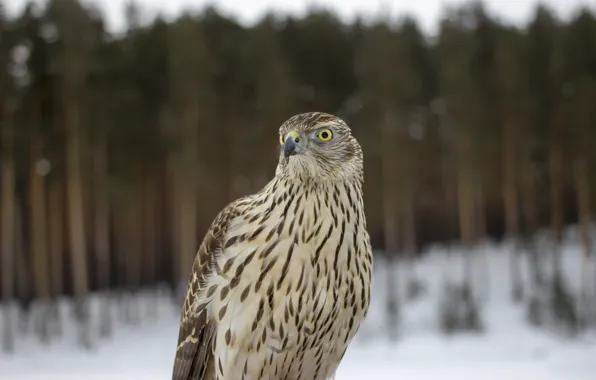 Picture forest, bird, feathers, vulture