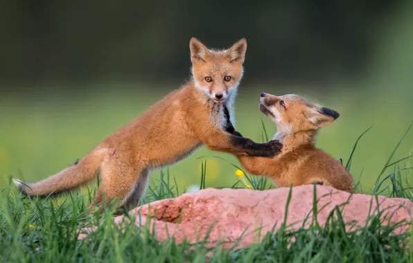 Picture grass, look, background, the game, red, fun, cubs, two Fox