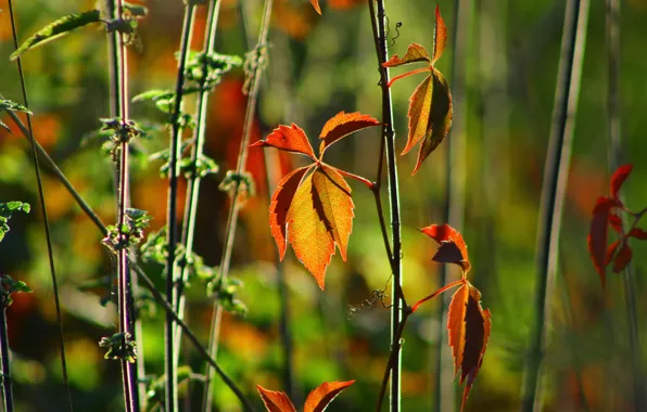 Autumn, leaves, light, branches, blur, bokeh, Liana, autumn leaves