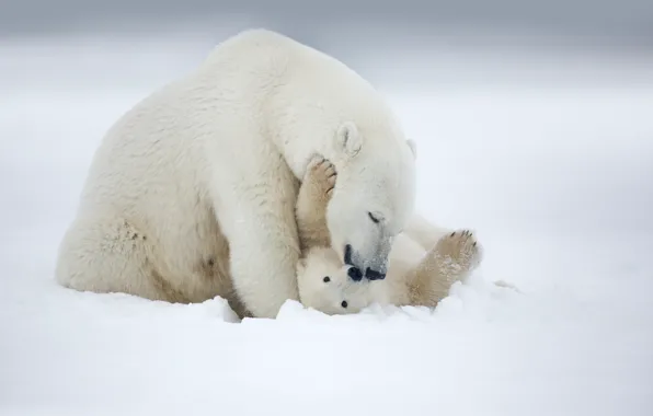 Picture Alaska, arctic, Polar Bear