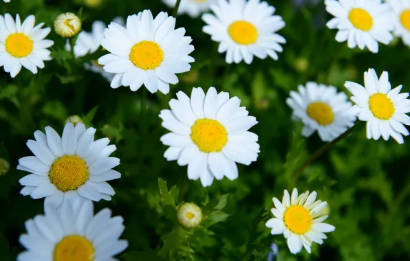 Picture summer, flowers, chamomile