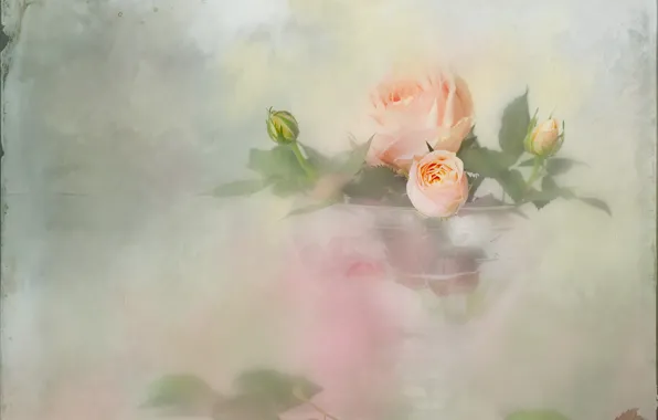 Picture glass, roses, blur, a bunch, vase