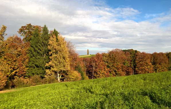 Picture trees, autumn, clouds, hill, sunny, lonely tree