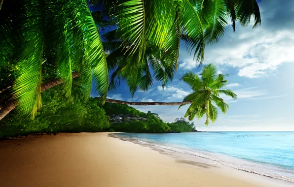 Sand, sea, beach, the sky, the sun, tropics, palm trees, the ocean