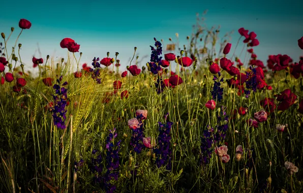 Greens, summer, the sky, grass, light, flowers, blue, stems