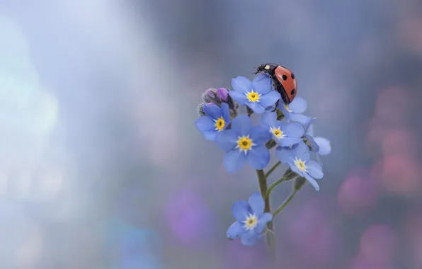 Flower, ladybug, buds, flower, ladybug, buds