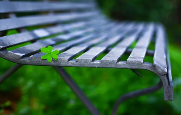 Picture background, clover, bench