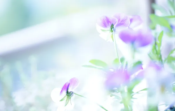 Flowers, gentle, light, viola
