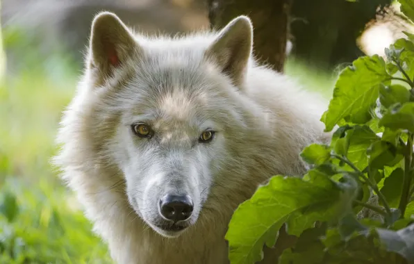 Picture white, look, face, wolf, ©Tambako The Jaguar