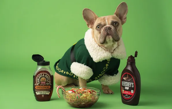 Picture new year, food, dog, Christmas, costume, bowl, sitting, green background