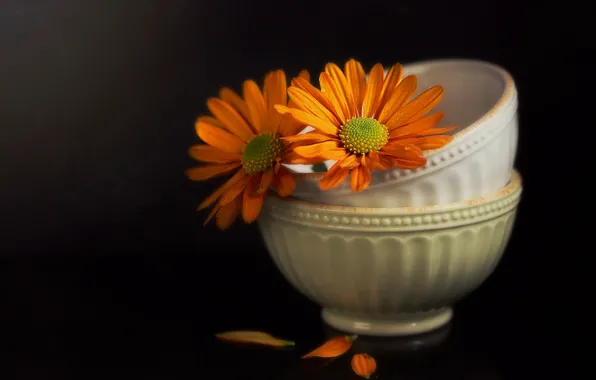 Style, petals, orange, Duo, chrysanthemum, the dark background, bowls