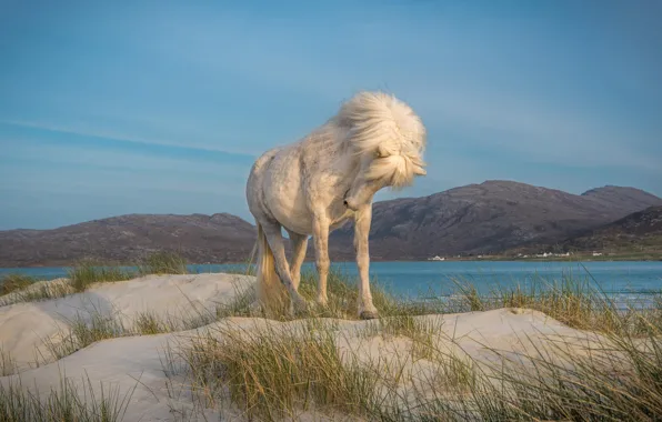 Sand, white, grass, mountains, nature, pose, river, horse