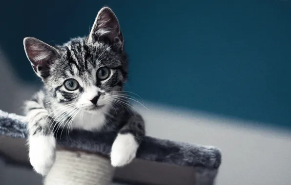 Look, grey, Kitty