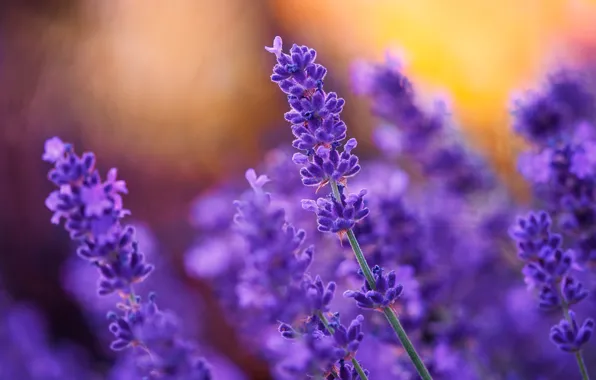 Picture nature, plant, lavender