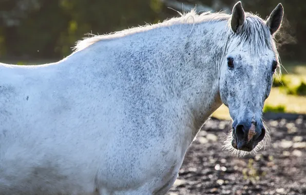 Picture horse, horse, summer
