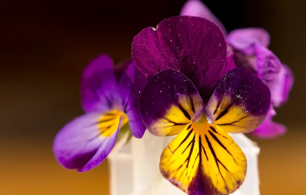 Picture Macro, Flowers, Pansy, Macro, Pansies