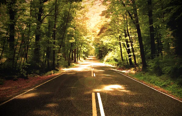 Road, forest, trees, nature, the way, photo
