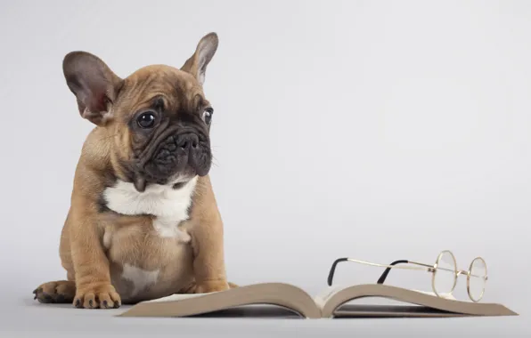 Picture dog, glasses, book