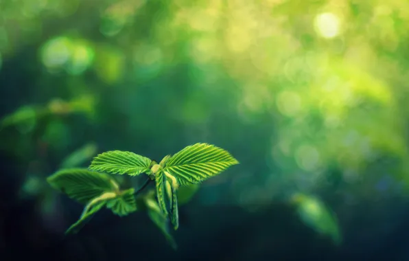 Greens, leaves, bokeh, The Awakening