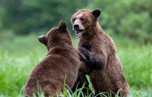 Grass, look, nature, pose, glade, fight, bear, bears