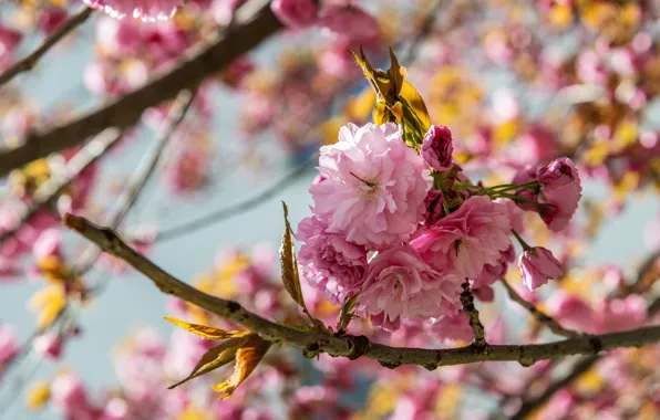 Leaves, light, flowers, branches, tree, spring, garden, Sakura