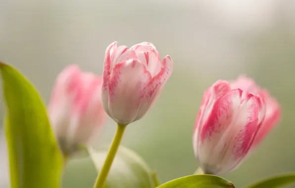 Picture leaves, flowers, beauty, tulips