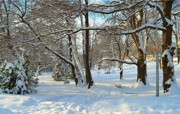 Winter, Trees, Snow, Rays, Park, Winter, Park, Snow