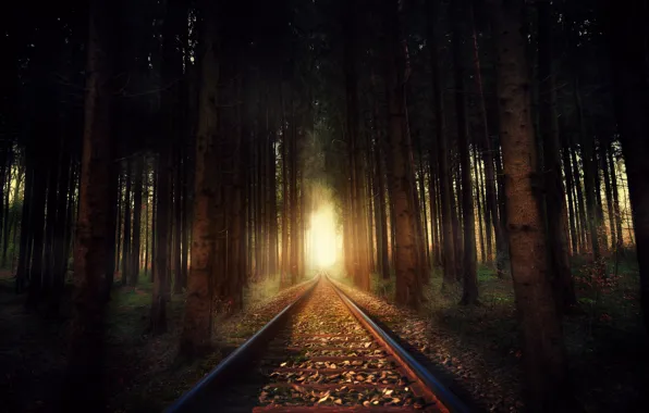 Picture forest, nature, railroad