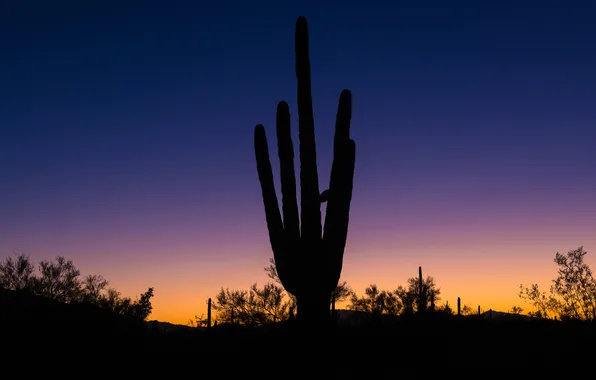 Desert, cactus, horizon, silhouette, AZ, glow, USA, Marana