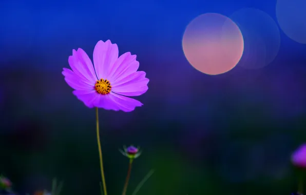 Flower, macro, night, blue, glare, background, color, petals