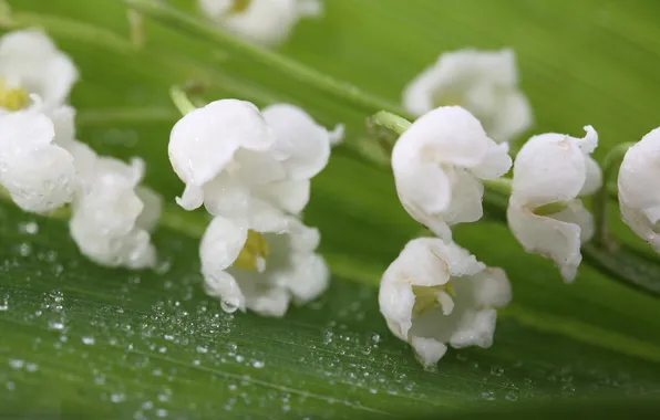 White, green, Rosa, tenderness, lilies of the valley