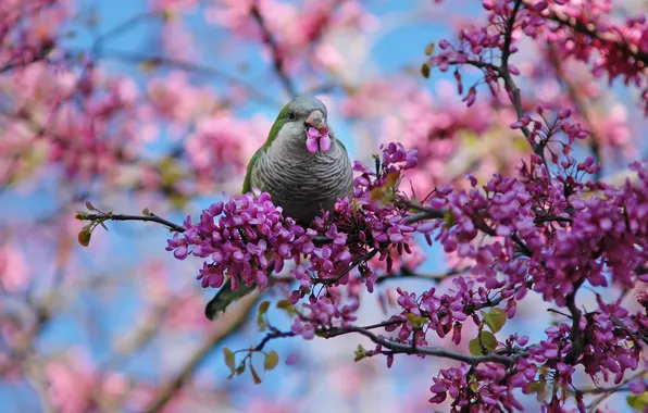 Picture flowers, branches, bird