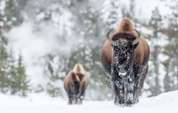 Picture winter, snow, Buffalo