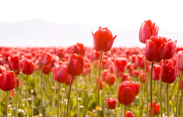 Stems, Tulip, Flowers, spring, petals, tulips, buds, flowers