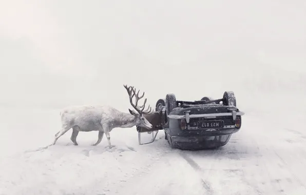 Picture winter, road, machine, deer