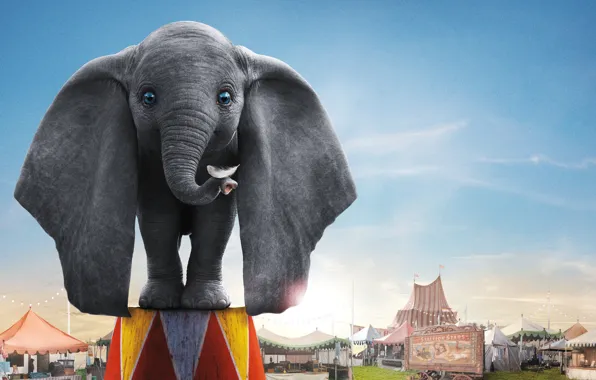 Eyes, elephant, circus, ears, trunk, elephant, Dumbo, Dumbo