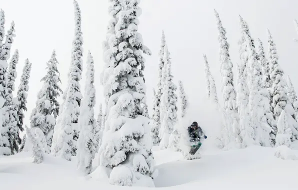 Snow, trees, Skiing