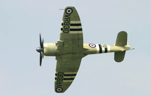 Picture airplane, aviation, Hawker Sea Fury