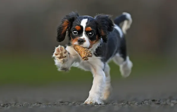 Picture puppy, walk, bokeh, doggie, Cavalier-king-Charles-Spaniel