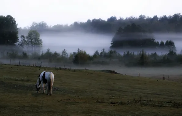 Picture field, fog, horse