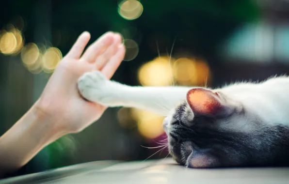 Lights, paw, hand, Cat, lies, palm, bokeh