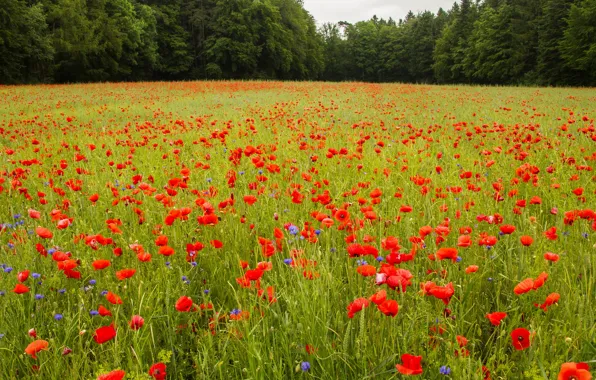 Greens, field, forest, summer, grass, trees, flowers, Maki
